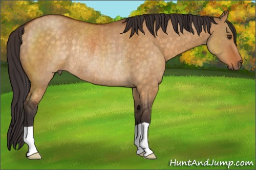 Horse Color:Buckskin Dun Rabicano 