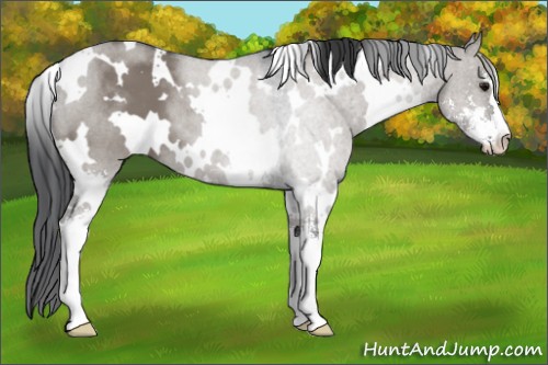 Horse Color:White Spotted Grullo Sabino 