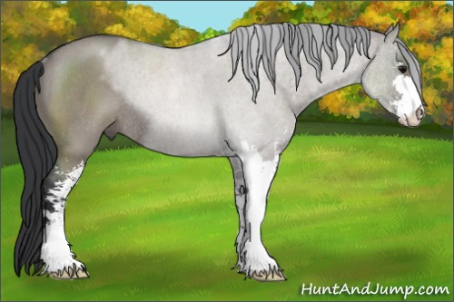 Horse Color:Grullo Roan Sabino Rabicano 