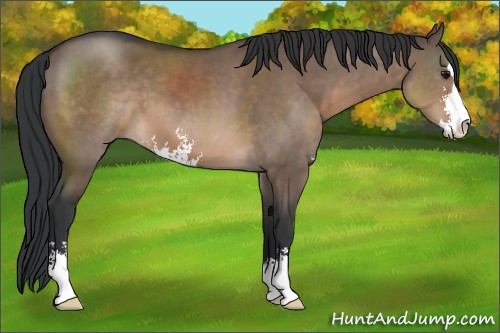 Horse Color:Brown Dun Sabino 