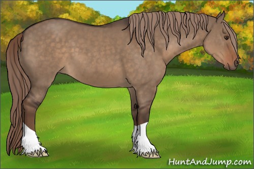 Horse Color:Liver Red Dun 