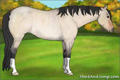 Horse Color:Bay Roan Dun Rabicano 