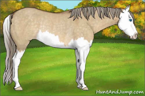 Horse Color:Chocolate Palomino Dun Splash Appaloosa Rabicano 