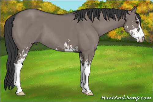 Horse Color:Grullo Sabino 