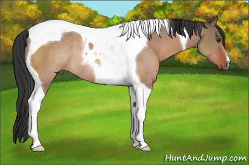 Horse Color:Brown Dun Tobiano Rabicano 