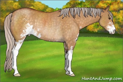 Horse Color:Silver Buckskin Dun Sabino Rabicano 