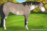Horse Color:Brown Dun Sabino 
