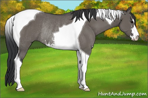 Horse Color:Grullo Sabino Tobiano Rabicano 