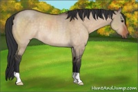 Horse Color:Bay Dun Rabicano 