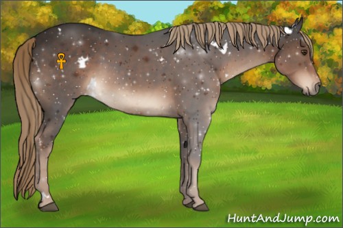 Horse Color:White Spotted Liver Chestnut 
