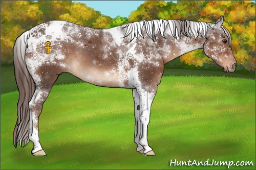 Horse Color:Liver Chestnut Tobiano 