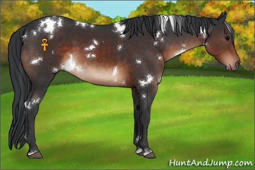 Horse Color:White Spotted Brown 