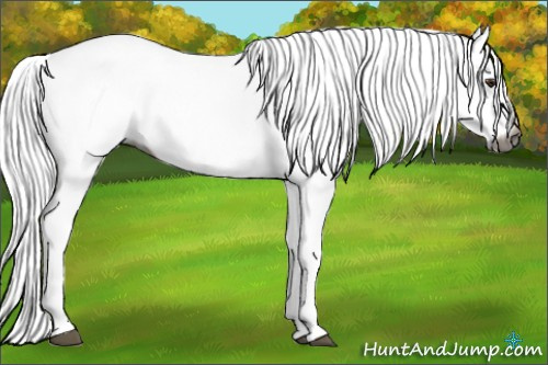 Horse Color:Gray White Spotted Chestnut Rabicano 