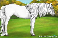 Horse Color:Gray White Spotted Chestnut Rabicano 