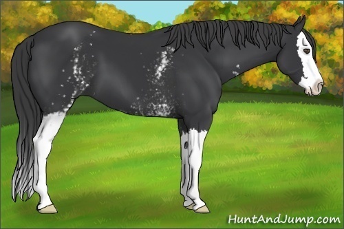 Horse Color:Unknown 
