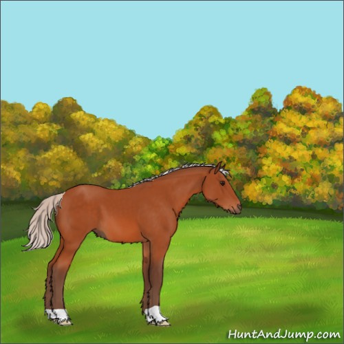 Horse Color:Silver Bay 