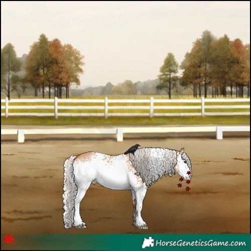 Horse Color:White Spotted Silver Bay Dun