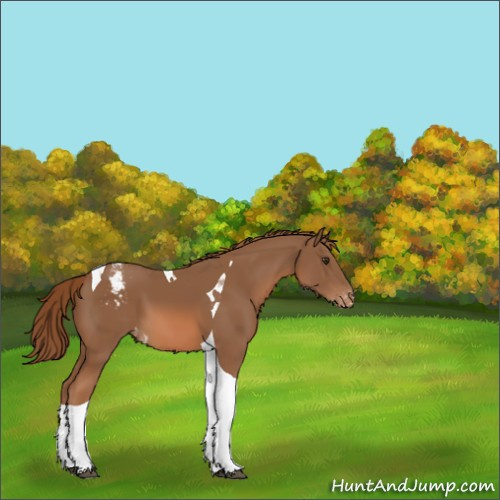 Horse Color:Chestnut Tobiano Appaloosa 