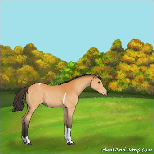 Horse Color:Buckskin Tobiano Rabicano