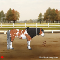 Horse Color:White Spotted Bay Roan Splash