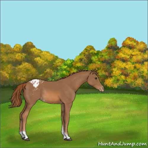 Horse Color:Chestnut Tobiano Appaloosa Rabicano 
