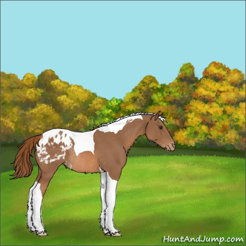 Horse Color:Chestnut Tobiano Appaloosa Rabicano 