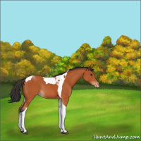 Horse Color:Bay Tobiano Varnish Rabicano