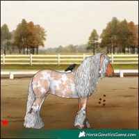 Horse Color:White Spotted Silver Bay Roan 