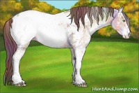 Horse Color:Nacre White Spotted Amber Champagne Ice Sabino Near Fewspot 