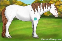 Horse Color:Smoky Grullo Ice Pearl Sabino Appaloosa 