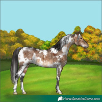 Horse Color:White Spotted Brown Dun Brindle 