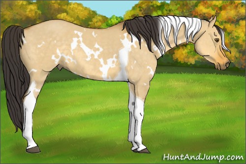 Horse Color:White Spotted Buckskin Dun Tobiano 