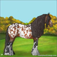Horse Color:Bay Appaloosa  and Bay Appaloosa 