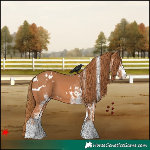 Horse Color:White Spotted Chestnut 