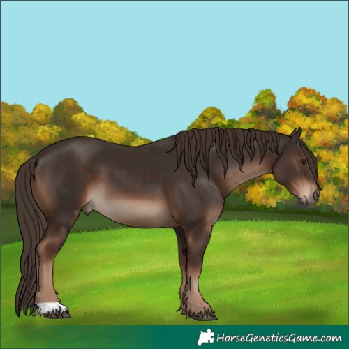 Horse Color:Liver Chestnut