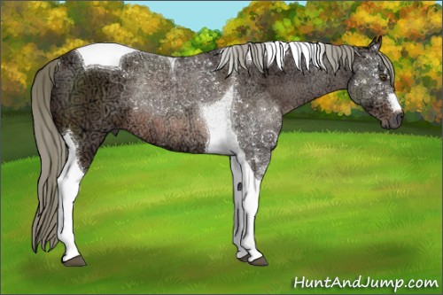 Horse Color:Liver Chestnut Ice Mushroom Tobiano Rabicano 