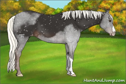 Horse Color:Liver Chestnut Mushroom Appaloosa 