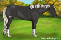 Horse Color:Liver Chestnut Mushroom 