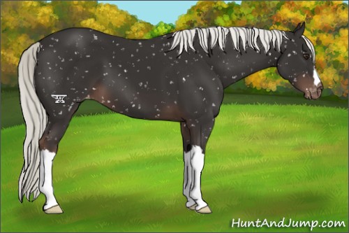 Horse Color:Liver Chestnut Mushroom Appaloosa 