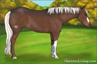 Horse Color:Liver Chestnut Mushroom 