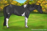Horse Color:Black Tobiano 