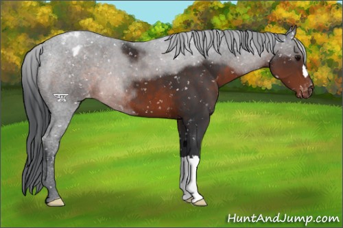 Horse Color:Brown Mushroom Appaloosa 