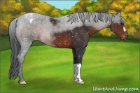 Horse Color:Brown Mushroom Appaloosa 