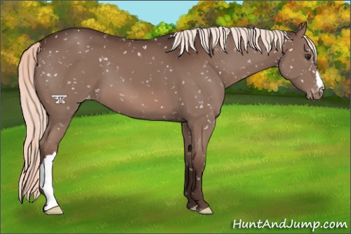 Horse Color:Liver Chestnut Mushroom Appaloosa 