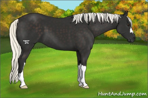 Horse Color:Liver Chestnut Mushroom 
