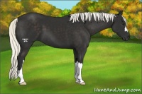Horse Color:Liver Chestnut Mushroom 