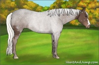 Horse Color:Liver Chestnut Mushroom Appaloosa
