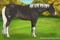 Horse Color:Liver Chestnut Mushroom 