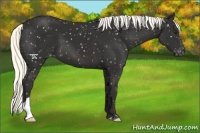 Horse Color:Liver Chestnut Mushroom Appaloosa 