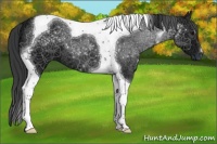 Horse Color:Black Ice Tobiano 